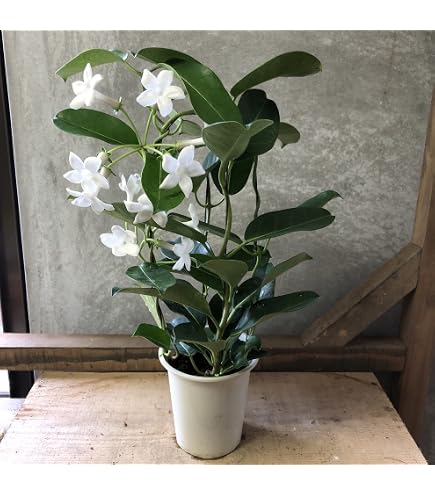 Amazon | 常緑低木 大輪 ジャスミン ホワイトプリンセス1株 | 植木