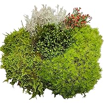 Amazon.co.jp: Tin Roof Treasure スーパーフェアリーガーデン