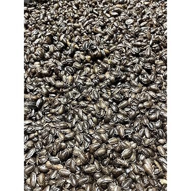 爬虫類・両生類のエサ 6 L20 3L10 L10 爬虫類・両生類のエサ 6 L20 3L10 L10 Amazon.co.jp: 爬虫類