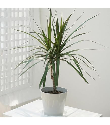 Amazon | コンシンネ・レインボー 8号 | 植木