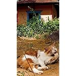 猫 XFVGA(480×854)壁紙 2022岩合光昭 世界の猫 猫 XFVGA(480×854)壁紙 2022岩合光昭 世界の猫