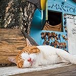 猫 iPad壁紙 2023カレンダー 世界の自由ネコ 猫 iPad壁紙 2023カレンダー 世界の自由ネコ