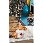 猫 iPhoneSE/5s/5c/5(640×1136)壁紙 2023カレンダー 世界の自由ネコ 猫 iPhoneSE/5s/5c/5(640×1136)壁紙 2023カレンダー 世界の自由ネコ