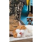 猫 iPhone SE/8/7/6s(750×1334)壁紙 2023カレンダー 世界の自由ネコ 猫 iPhone SE/8/7/6s(750×1334)壁紙 2023カレンダー 世界の自由ネコ