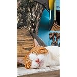 猫 フルHD(1080×1920)スマホ壁紙/待受 2023カレンダー 世界の自由ネコ 猫 フルHD(1080×1920)スマホ壁紙/待受 2023カレンダー 世界の自由ネコ