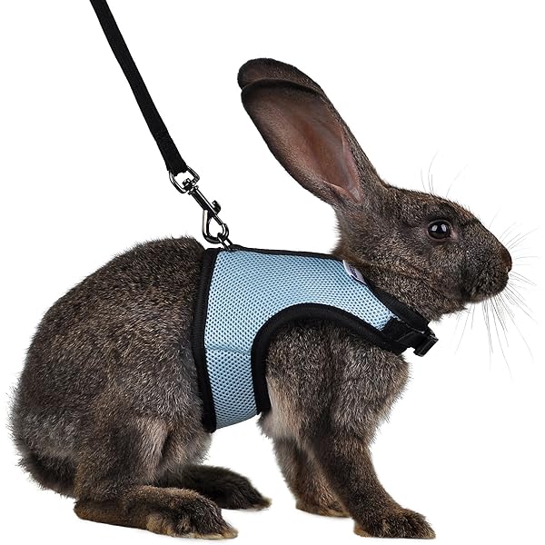 bunny leash amazon
