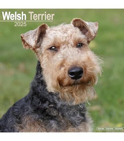 Amazon | 2025 2026 フォックステリア ワイヤーヘアードカレンダー