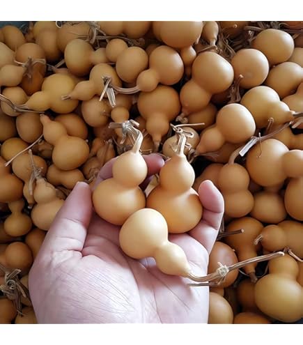 Amazon.co.jp: WellieSTR 20個の鉱山ナチュラルドライひょうたんボトル