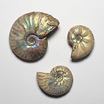 812unQULNLL._AC_UL210_SR210,