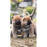 犬 HD(720×1280)壁紙 柴犬 犬 HD(720×1280)壁紙 柴犬