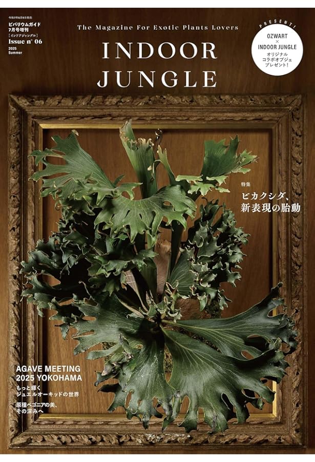 Amazon.co.jp: INDOOR JUNGLE（インドアジャングル） No.02 ビカクシダ