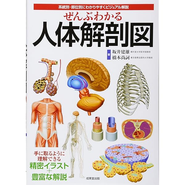 経穴マップ: イラストで学ぶ十四経穴・奇穴・耳穴・頭鍼 | 王 暁明 
