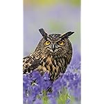 フクロウ iPhone8,7,6 Plus 壁紙(1242×2208) Eulen 2020 Broschuerenkalender フクロウ iPhone8,7,6 Plus 壁紙(1242×2208) Eulen 2020 Broschuerenkalender
