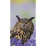 フクロウ iPhone8,7,6 Plus 壁紙 拡大(1125×2001) Eulen 2020 Broschuerenkalender フクロウ iPhone8,7,6 Plus 壁紙 拡大(1125×2001) Eulen 2020 Broschuerenkalender