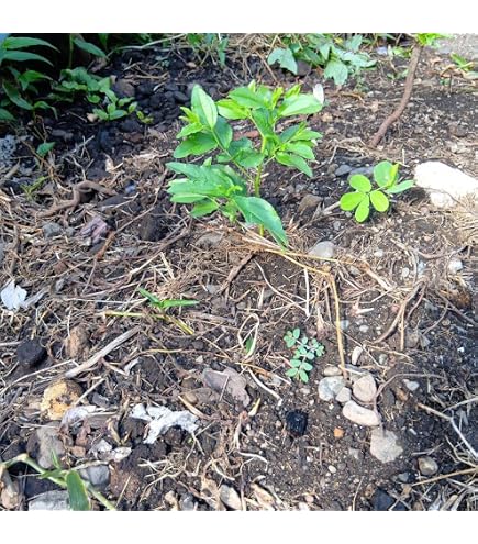 Amazon｜インド ナツメ 接ぎ木苗 蜜棗 台湾ナツメ｜観葉植物