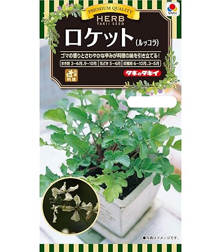 ルッコラページ ルッコラ - Wikipedia