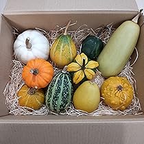 あかなまこ　ハロウィンディスプレイ　かぼちゃ本物　おもちゃかぼちゃ あかなまこ ハロウィンディスプレイ かぼちゃ本物 おもちゃ