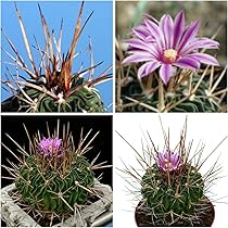 Amazon.co.jp: 【種子】Copiapoa Longistaminea◇コピアポア