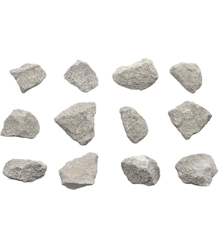 Amazon.co.jp: 生化石灰石灰岩、堆積岩標本6個 - 約1インチ - 地質学者