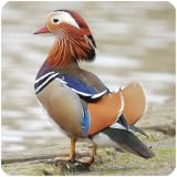 鳥の鳴き声3 カモの仲間