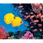 海の生き物 Android(960×800)待ち受け The Ocean Unseen 2021 Calendar 海の生き物 Android(960×800)待ち受け The Ocean Unseen 2021 Calendar