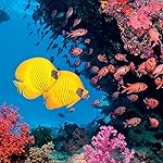 海の生き物 iPad壁紙 The Ocean Unseen 2021 Calendar 海の生き物 iPad壁紙 The Ocean Unseen 2021 Calendar