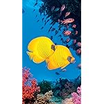 海の生き物 iPhoneSE/5s/5c/5(640×1136)壁紙 The Ocean Unseen 2021 Calendar 海の生き物 iPhoneSE/5s/5c/5(640×1136)壁紙 The Ocean Unseen 2021 Calendar
