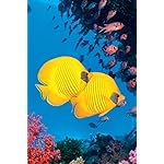 海の生き物 iPhone(640×960)壁紙 The Ocean Unseen 2021 Calendar 海の生き物 iPhone(640×960)壁紙 The Ocean Unseen 2021 Calendar