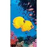 海の生き物 XFVGA(480×854)壁紙 The Ocean Unseen 2021 Calendar 海の生き物 XFVGA(480×854)壁紙 The Ocean Unseen 2021 Calendar