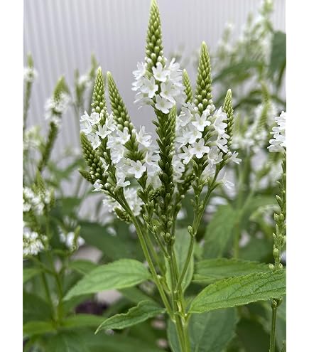 Amazon | リクニス・コロナリア種子 白花・ピンク花2種セット30粒 | 花