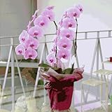 エーデルワイス 【胡蝶蘭 2本立 ピンク】 開店祝 開業祝 記念日 就任祝 退職祝 誕生日