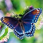 チョウ(蝶) iPad壁紙 Schmetterlinge 2023: Kalender チョウ(蝶) iPad壁紙 Schmetterlinge 2023: Kalender