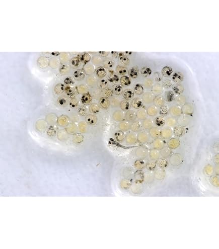 Amazon | 黒天幻龍メダカ卵 有精卵20個+@ | ノーブランド品 | 観賞魚