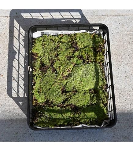 Amazon.co.jp: スナゴケ (砂苔) マット 58cm×28cm 10枚セット 苔