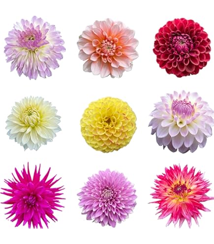 Amazon.co.jp: ダリア 球根 切花向きポンポンセット 5色5球 (各1球