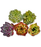 Amazon.co.jp: 【Succute】多肉植物 寄せ植え 韓国カット苗 エケベリア