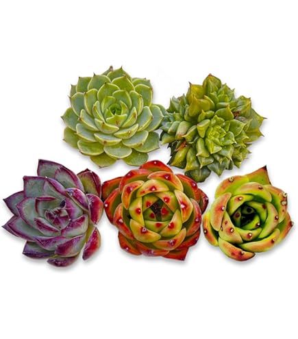 Amazon.co.jp: ミックスベリア 桜鬼 おらいさん苗 多肉植物 エケベリア