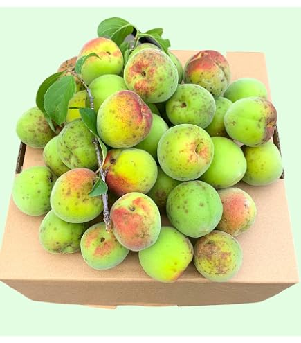 Amazon.co.jp: 和歌山県産 南高梅(青梅)［訳あり］約5kg : 食品・飲料