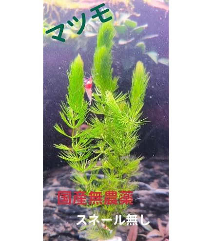 Amazon.co.jp: （ビオトープ）水辺植物 国産 無農薬マツモ（5本