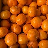 蔵出し 福岡県産 里山無農薬みかん 10kg 不良果実補償分500gを含む 化学肥料農薬不使用 みかん 無農薬 大きいときもあれば小さいときもあります