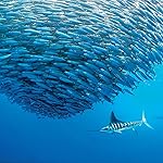 海の生き物 iPad壁紙 2022 the Ocean Unseen Wall Calendar 海の生き物 iPad壁紙 2022 the Ocean Unseen Wall Calendar