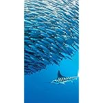 海の生き物 iPhoneSE/5s/5c/5 壁紙 視差効果 2022 the Ocean Unseen Wall Calendar 海の生き物 iPhoneSE/5s/5c/5 壁紙 視差効果 2022 the Ocean Unseen Wall Calendar
