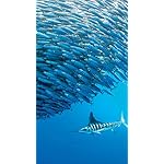 海の生き物 XFVGA(480×854)壁紙 2022 the Ocean Unseen Wall Calendar 海の生き物 XFVGA(480×854)壁紙 2022 the Ocean Unseen Wall Calendar