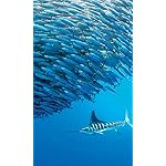 海の生き物 FVGA(480×800)壁紙 2022 the Ocean Unseen Wall Calendar 海の生き物 FVGA(480×800)壁紙 2022 the Ocean Unseen Wall Calendar