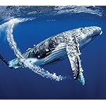 海の生き物 QHD(1080×960) 2022 the Ocean Unseen Wall Calendar 海の生き物 QHD(1080×960) 2022 the Ocean Unseen Wall Calendar