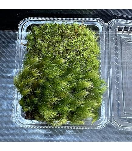 Amazon｜ドロソフィルム ルシタニクム 7.5cmスリット植え 2株｜観葉
