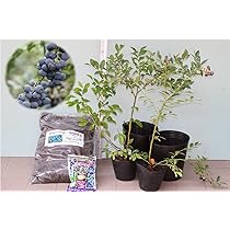Amazon.co.jp: [暖地向ブルーベリー入門すべて揃ってます]ティフ
