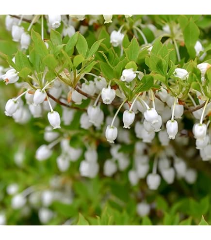 Amazon | ドウダンツツジ 苗 【ドウダンツツジ 白花】 ポット苗 | 花