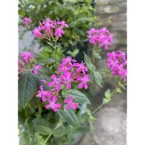 Amazon | ムシトリナデシコ 種子30粒 | 野菜