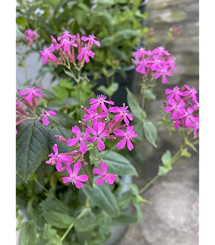 Amazon | オミナエシ 種子30粒 | 野菜